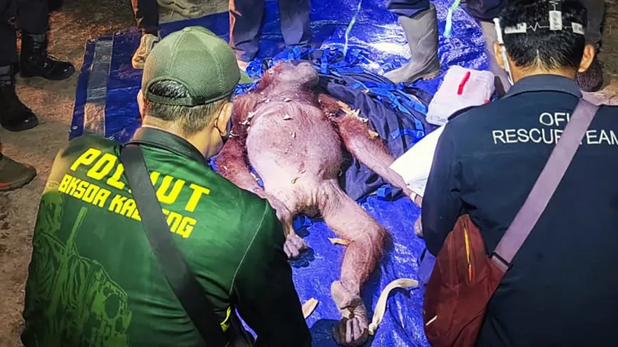Rescatan en Borneo a una orangutana herida y su cría