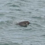 México reduce el refugio de la vaquita marina y permite pescar