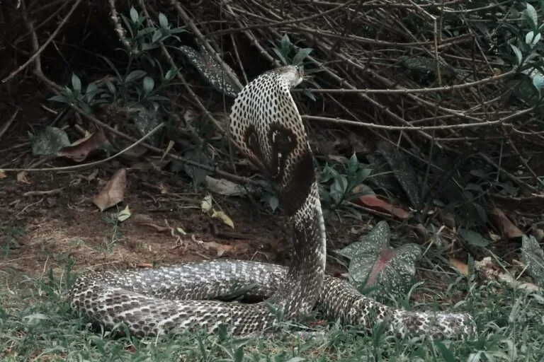 Estudio separa genéticamente a las cobras de Sri Lanka