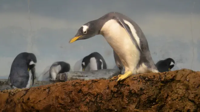 EE.UU. sigue de cerca caso de peste en Siberia