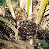 Fevepalma presentó ante la AN anteproyecto de Ley de la Palma Aceitera
