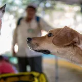 Un curioso perro examina a un adorable gatito contra un colorido fondo al aire libre en la Ciudad de México.