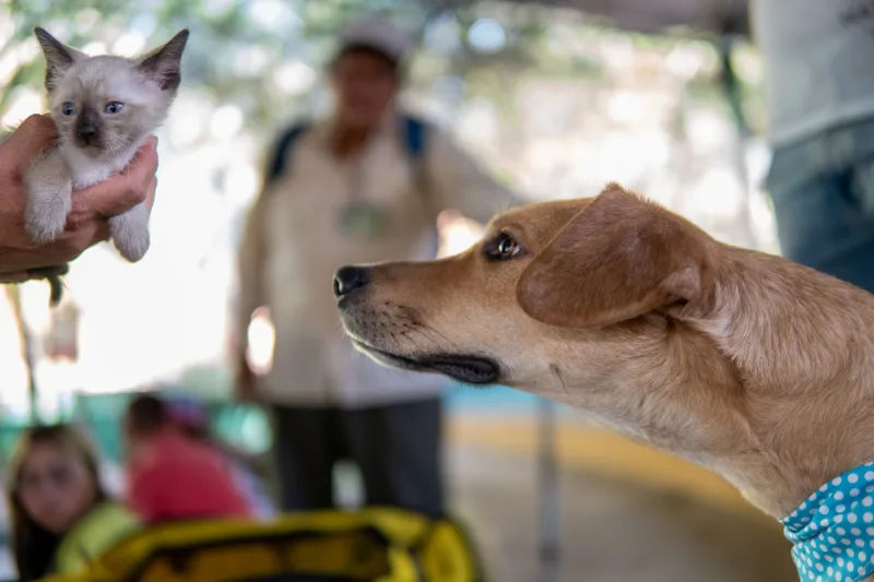 Un curioso perro examina a un adorable gatito contra un colorido fondo al aire libre en la Ciudad de México.