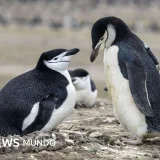 Una colonia de pingüinos perdió dos tercios de su población