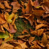Vista en primer plano de vibrantes hojas caídas del otoño apiladas sobre el césped verde.