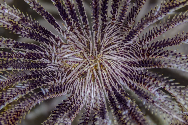 File:Lirio de mar (Stephanometra tenuipinna), Anilao, Filipinas, 2023-08-25, DD 248.jpg