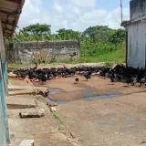 Trabajadores del Matadero de Maturín denuncian deterioro