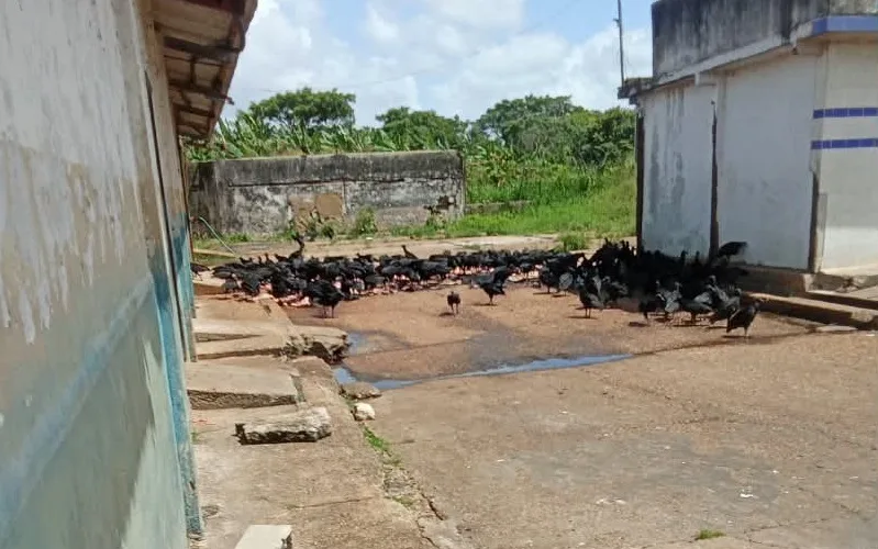 Trabajadores del Matadero de Maturín denuncian deterioro