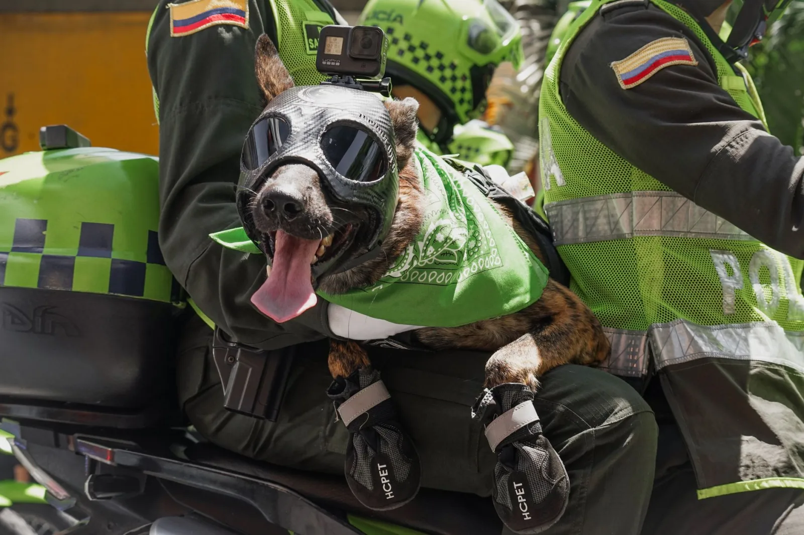 Un perro policía con gafas protectoras viaja con agentes en una motocicleta en Cali, Colombia.
