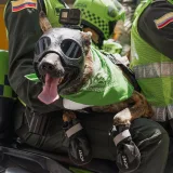 Un perro policía con gafas protectoras viaja con agentes en una motocicleta en Cali, Colombia.