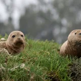 Las focas comunes toman el sol sobre la hierba costera, camuflándose entre los exuberantes tonos verdes de la naturaleza en California.