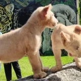 Maracay: el Zoológico Las Delicias presentó sus nuevos leoncitos