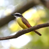 Vibrant Great Kiskadee bird sitting on a branch in the lush outdoors of Costa Rica.