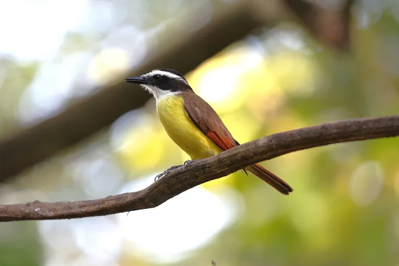 Vibrant Great Kiskadee bird sitting on a branch in the lush outdoors of Costa Rica.