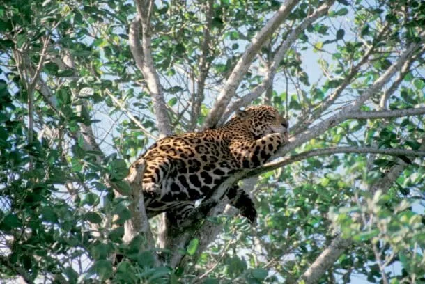 México reduce el presupuesto para proteger sus ecosistemas