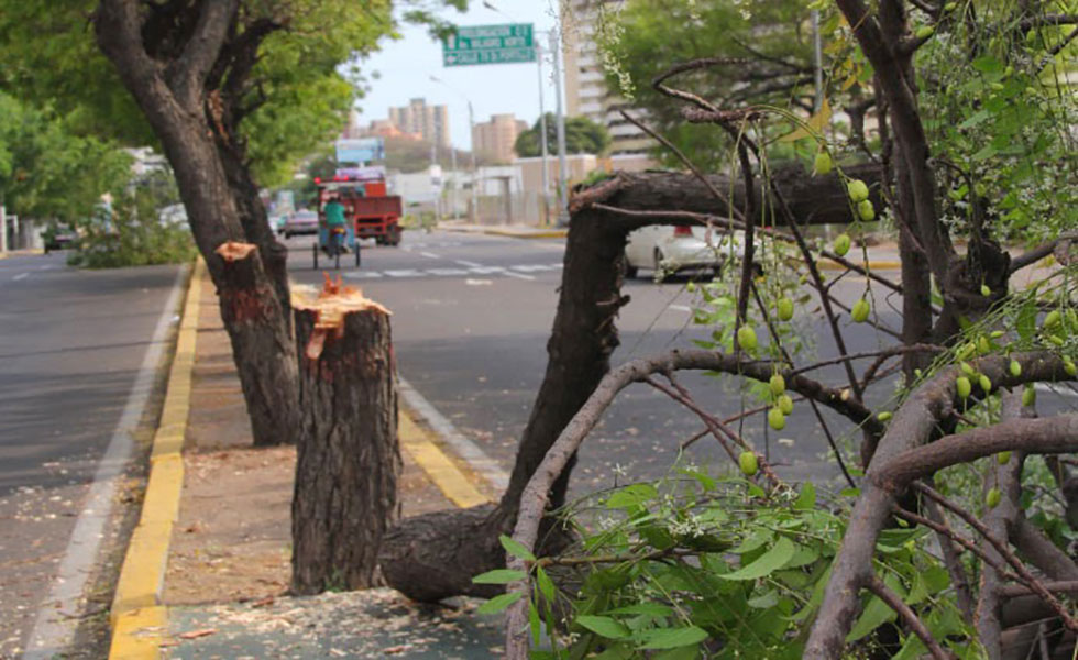 Calor en el Zulia se incrementa por baja arborización