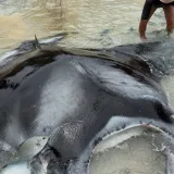 Pescadores liberan una raya gigante en Praia Grande