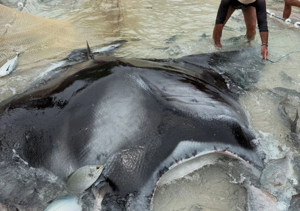 Pescadores liberan una raya gigante en Praia Grande