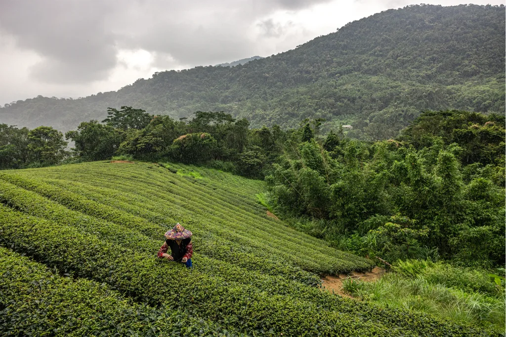 El té resurge en Taiwán con tecnología contra el clima