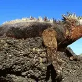 Punta Iguana estrena bulevar renovado con kioscos y luces