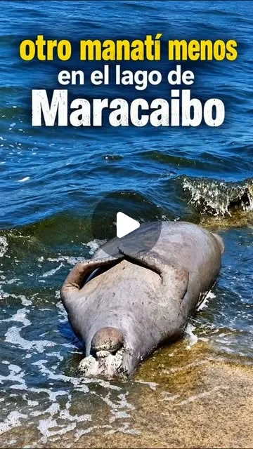 Publicación de Instagram de MAPACHE ECOAVENTURA