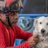 Tsunami y Jorge, héroes del rescate, buscan nuevo hogar