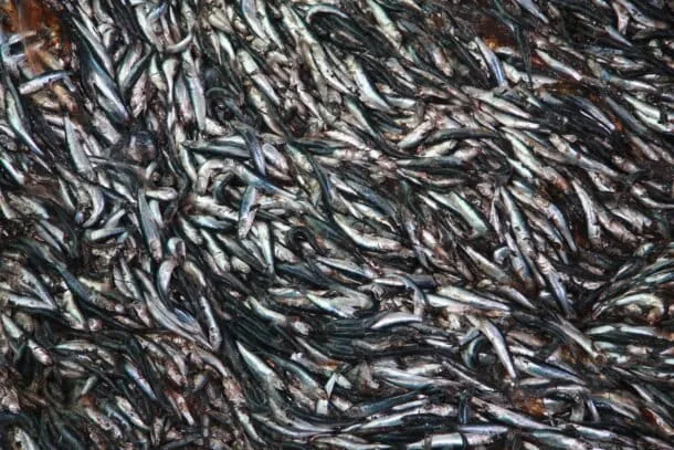 Océano alcanzó en 2025 un récord de calor absorbido