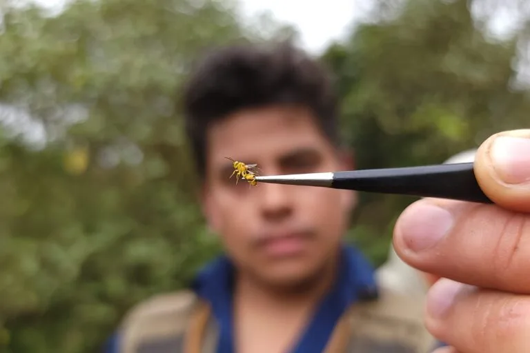 Estudio registra 524 avispas, hormigas y abejas en Galápagos
