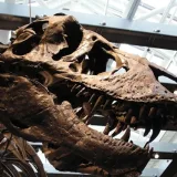 Dientes del T. rex revelan que tenía sangre caliente
