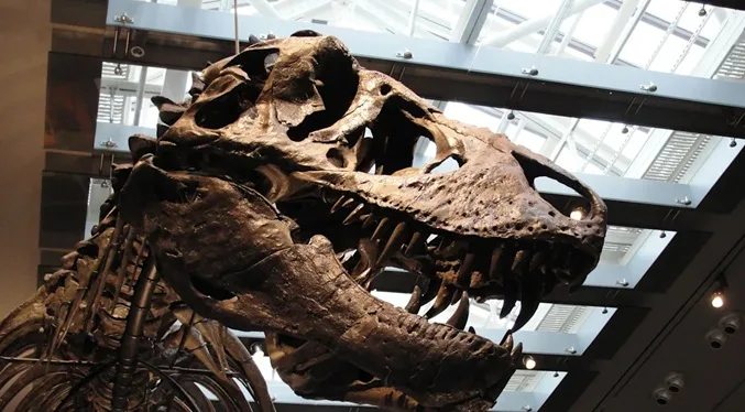 Dientes del T. rex revelan que tenía sangre caliente