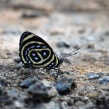 Primer plano de una mariposa Cramer's Eighty-Eight sobre el suelo rocoso en Alexânia, Brasil.