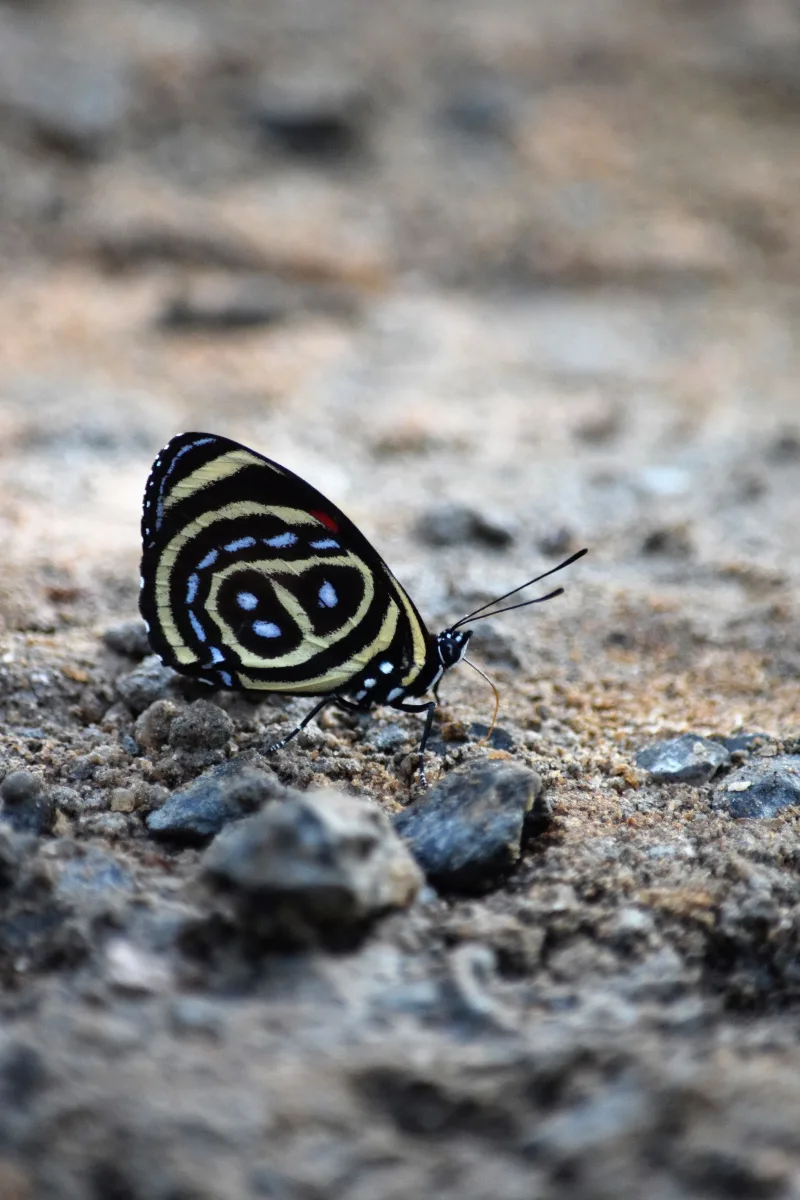 Primer plano de una mariposa Cramer's Eighty-Eight sobre el suelo rocoso en Alexânia, Brasil.