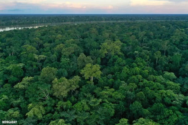 Amazonía concentra valor farmacológico de 215.000 millones