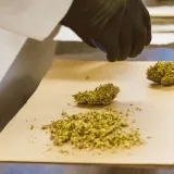 Close-up of cannabis buds being prepared with care on lab paper.