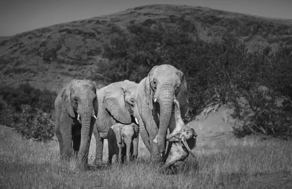 El duelo animal: la conmovedora conducta de una elefanta en Namibia