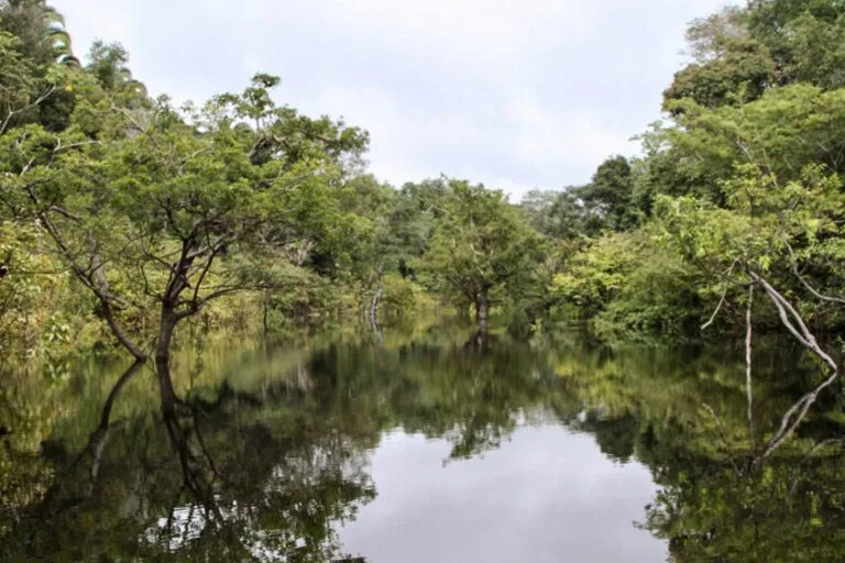 Más del 6 % de los humedales amazónicos de Brasil fue deforestado