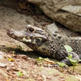 El cocodrilo enano africano sufre presión por su carne en Nigeria