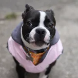 Cute Boston Terrier wearing a pink jacket sitting on pavement outdoors.