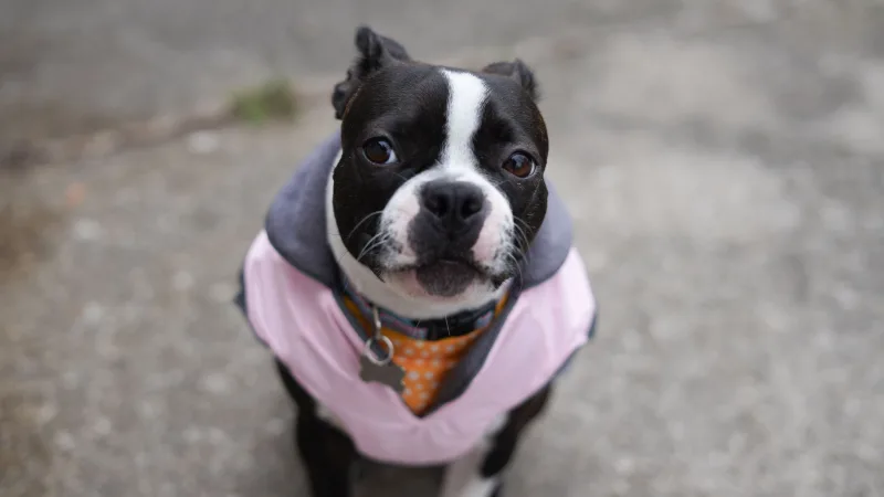 Cute Boston Terrier wearing a pink jacket sitting on pavement outdoors.