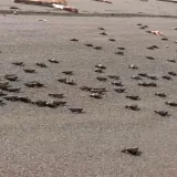 Sismo golpea la ruta de tortugas en Mata Oscura