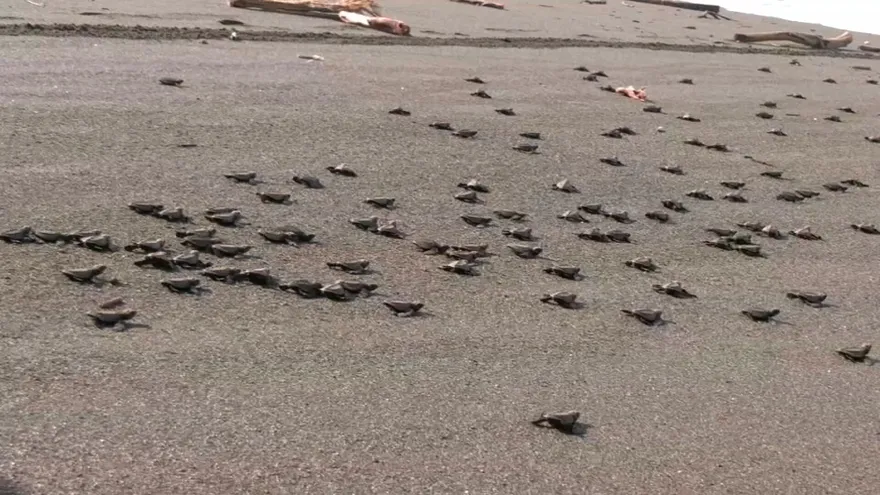 Sismo golpea la ruta de tortugas en Mata Oscura