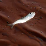 Estudio: fauna marina cayó 60 % en el Golfo de México
