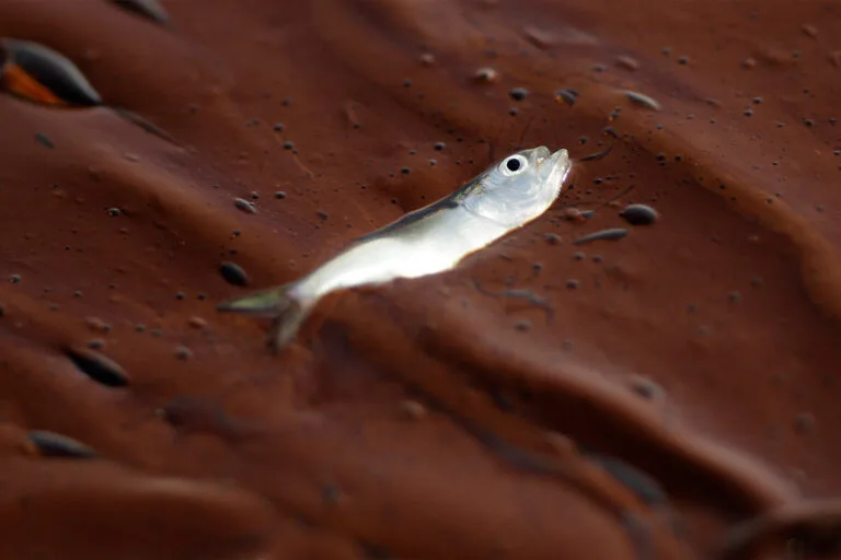 Estudio: fauna marina cayó 60 % en el Golfo de México