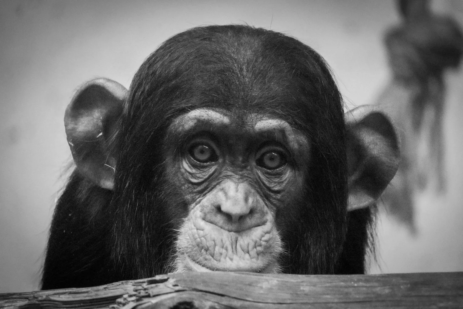 Primer plano en blanco y negro de un chimpancé con ojos expresivos, que muestra su belleza natural.