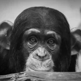Primer plano en blanco y negro de un chimpancé con ojos expresivos, que muestra su belleza natural.