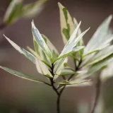 Selective focus on variegated Justicia gendarussa leaves, highlighting natural beauty and intricate details.