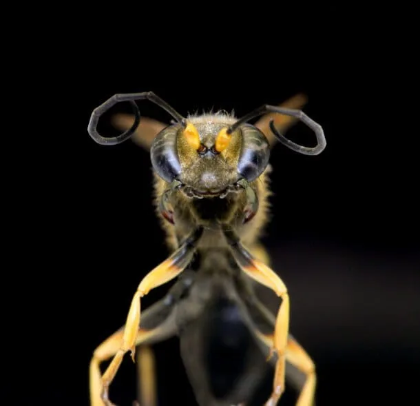 Estudio registra 524 avispas, hormigas y abejas en Galápagos