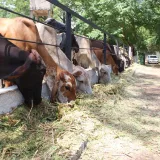 Tribunal ordena resguardar la producción de una hacienda