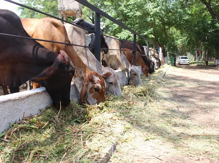 Tribunal ordena resguardar la producción de una hacienda
