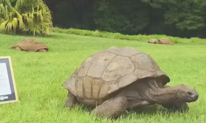 Jonathan, la tortuga más longeva del mundo, recibe nueva distinción de Guinness